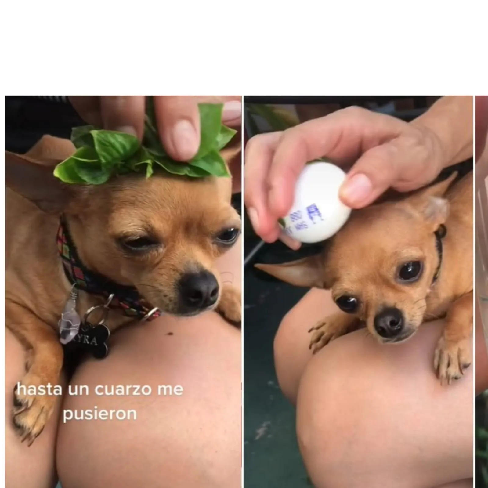 VIDEO: Asegura que su perrita Chihuahua fue embrujada y le hace una limpia con huevo VIDEO: Asegura que su perrita Chihuahua fue embrujada y le hace una limpia con huevo