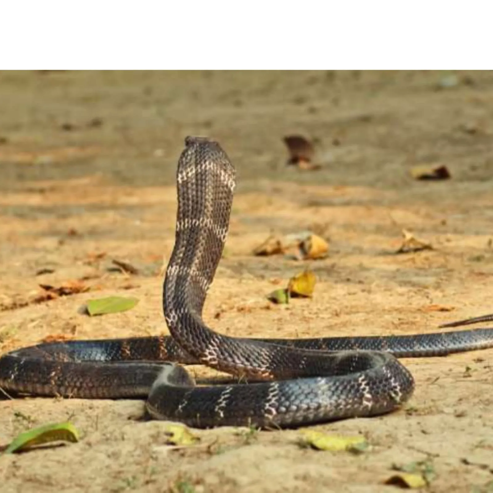 Una cobra muere tras ser mordida por un niño al que había atacado Una cobra muere tras ser mordida por un niño al que había atacado