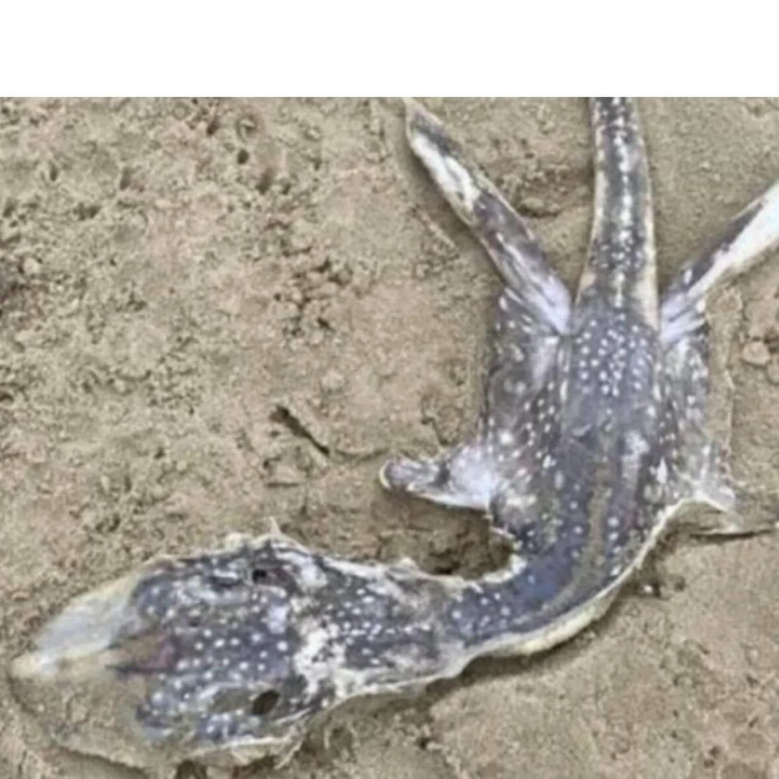 Aparece una extraña criatura en Reino y nadie sabe qué es Aparece una extraña criatura en Reino y nadie sabe qué es