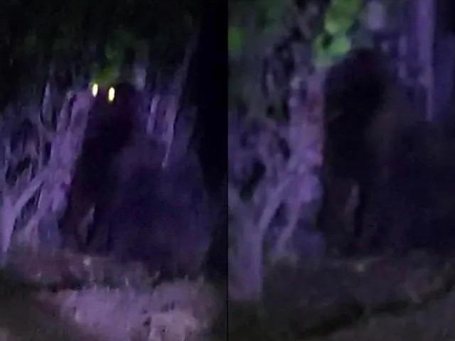 VIDEO: Hidalgo emite una alerta de búsqueda por un ¡GORILA VIDEO: Hidalgo emite una alerta de búsqueda por un ¡GORILA