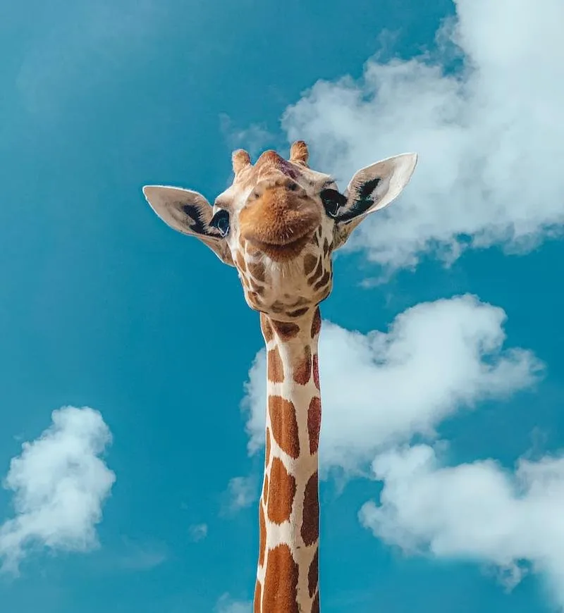Las Jirafas están desapareciendo y casi nadie lo sabe.“La megafauna olvidada” Las Jirafas están desapareciendo y casi nadie lo sabe.“La megafauna olvidada”