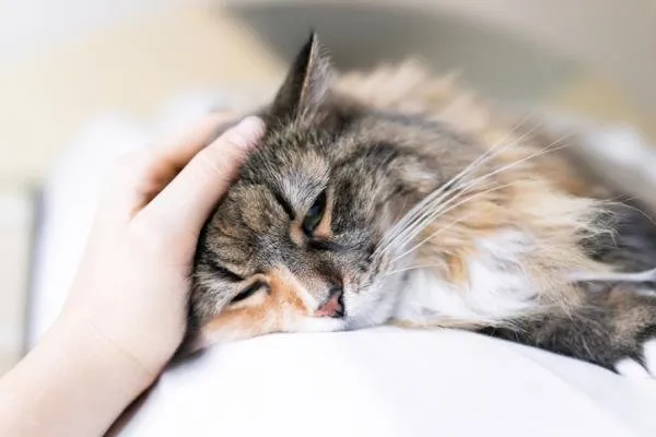 El coronavirus felino cobró la vida de 300 mil gatos y amenaza con extenderse El coronavirus felino cobró la vida de 300 mil gatos y amenaza con extenderse