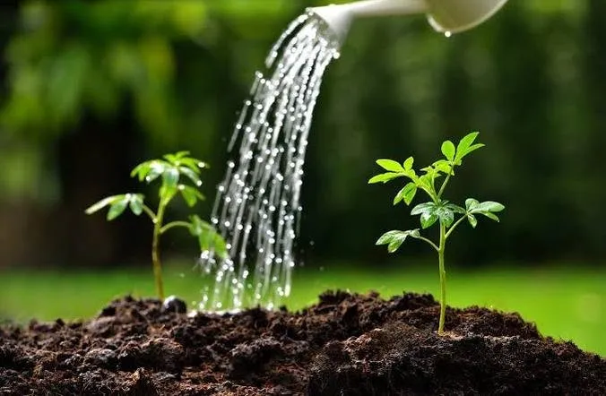 De esta forma puedes ahorrar agua al regar tus plantas De esta forma puedes ahorrar agua al regar tus plantas