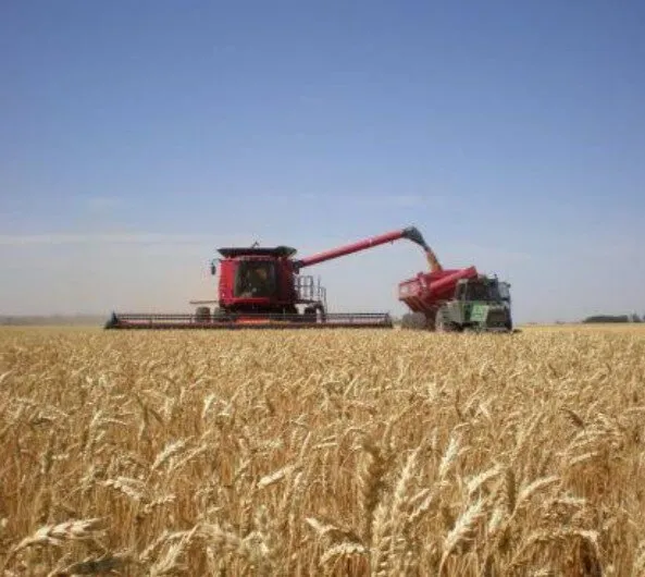 Productores de trigo son respaldados por la industria con un precio garantizado de 5 mil por tonelada Productores de trigo son respaldados por la industria con un precio garantizado de 5 mil por tonelada