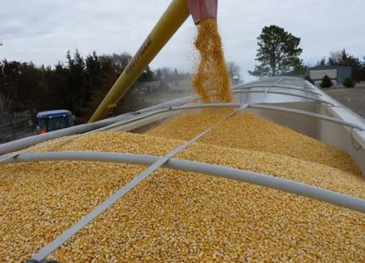 Sinaloa puede jugar un papel clave en la Seguridad Alimentaria de México con una producción de 7 millones de toneladas de maíz: LCA Sinaloa puede jugar un papel clave en la Seguridad Alimentaria de México con una producción de 7 millones de toneladas de maíz: LCA