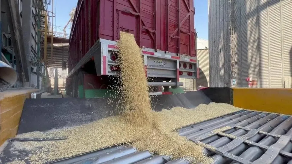 Sobreproducción de maíz pone en riesgo precios en Sinaloa; se advierte panorama complicado Sobreproducción de maíz pone en riesgo precios en Sinaloa; se advierte panorama complicado