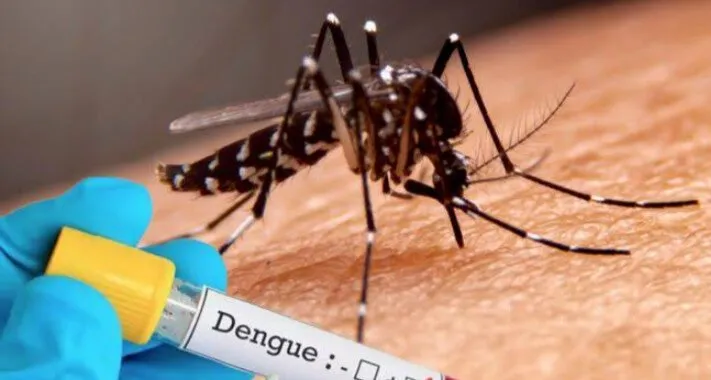 Suman ya 14 casos de dengue en la Región del Évora: Salud Suman ya 14 casos de dengue en la Región del Évora: Salud