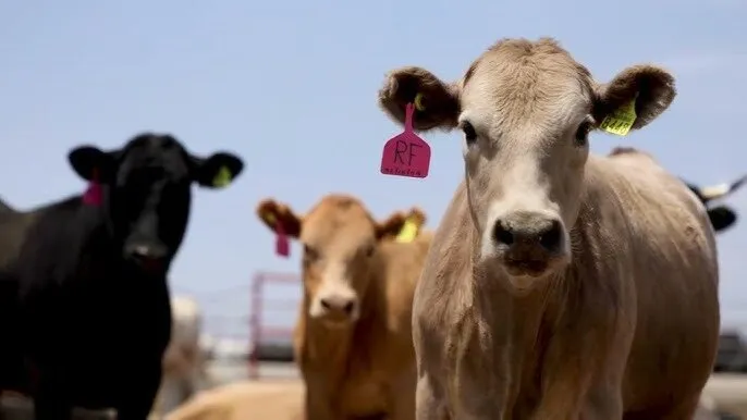 Se fortalece el control ganadero en Sinaloa con la campaña estatal de areteo Se fortalece el control ganadero en Sinaloa con la campaña estatal de areteo
