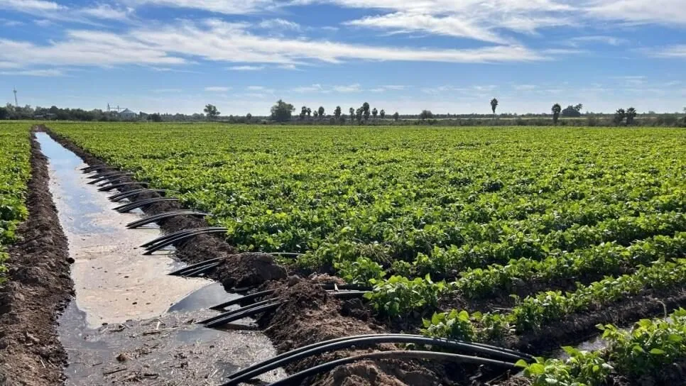 Se mantiene firme movilización del 14 de octubre a pesar de reunión con el secretario de agricultura federal Se mantiene firme movilización del 14 de octubre a pesar de reunión con el secretario de agricultura federal