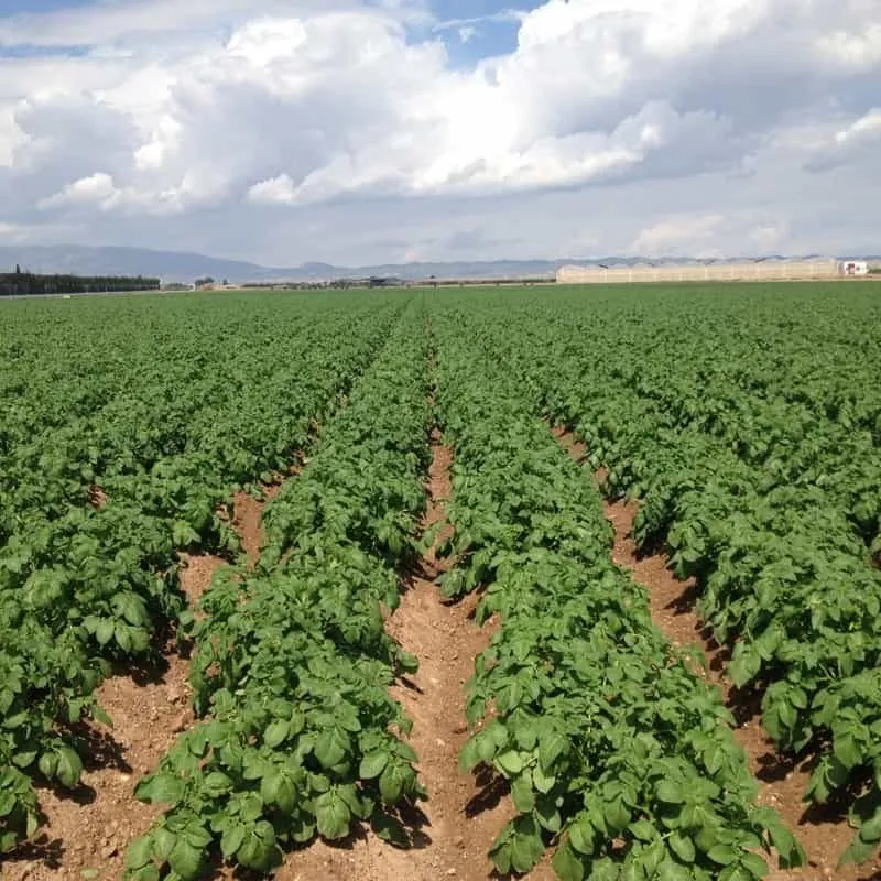 Ciclo agrícola 2025-2026 en Sinaloa se aprueba con 47.% de capacidad en presas Ciclo agrícola 2025-2026 en Sinaloa se aprueba con 47.% de capacidad en presas