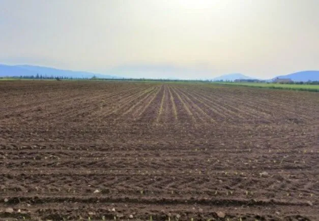 Ante falta de créditos a productores se les pasó la humedad para siembras: JLSV Ante falta de créditos a productores se les pasó la humedad para siembras: JLSV