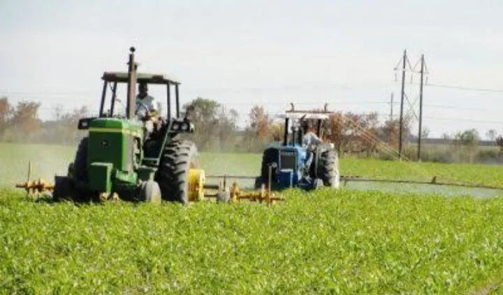 “No tiene sentido seguir sembrando para perder dinero”: productores de Sinaloa “No tiene sentido seguir sembrando para perder dinero”: productores de Sinaloa