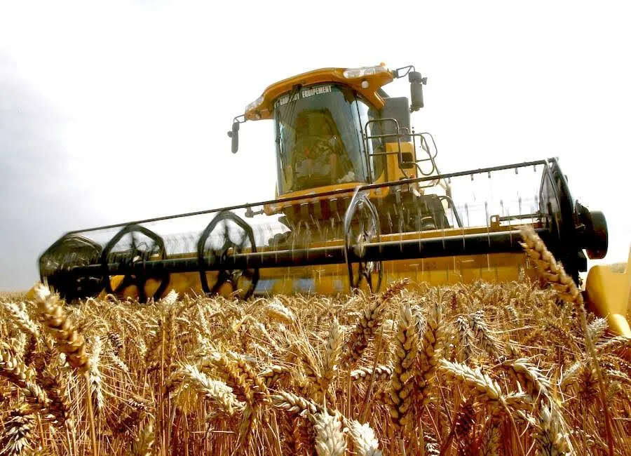 Productores de trigo en dificultades: necesitan pagos urgentes Productores de trigo en dificultades: necesitan pagos urgentes
