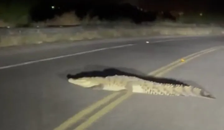 Captan un cocodrilo por la carretera a Las Glorias en Guasave Captan un cocodrilo por la carretera a Las Glorias en Guasave