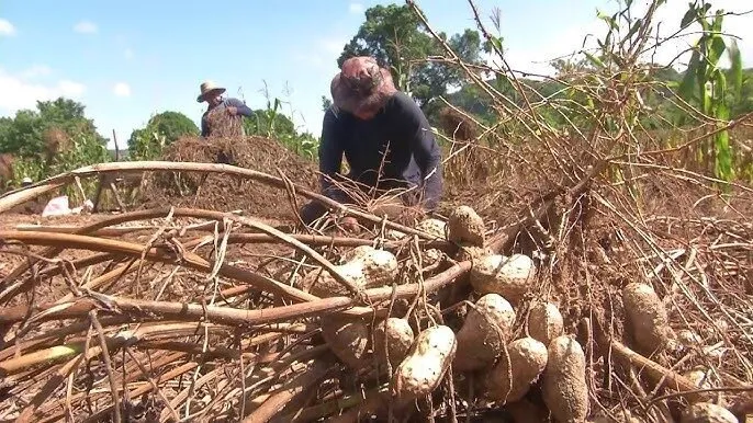 Crisis económica en México frena comercialización del cacahuate que se produce en el municipio de Choix Crisis económica en México frena comercialización del cacahuate que se produce en el municipio de Choix