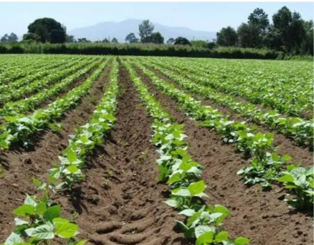El ciclo agrícola continúa a pesar de las complicaciones climáticas y económicas El ciclo agrícola continúa a pesar de las complicaciones climáticas y económicas