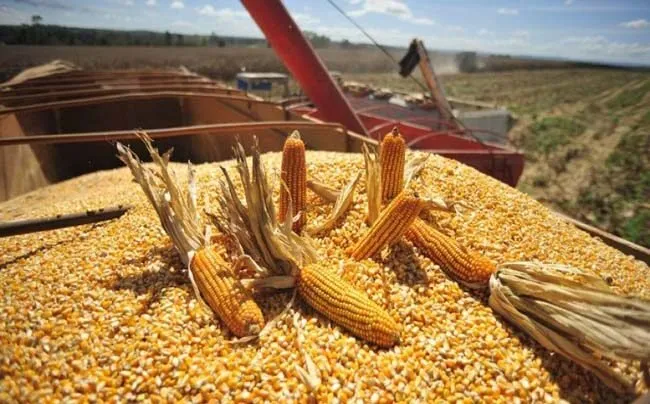 Agricultores de Sinaloa exigen ayuda extraordinaria para el maíz en reunión con Julio Berdegué Agricultores de Sinaloa exigen ayuda extraordinaria para el maíz en reunión con Julio Berdegué