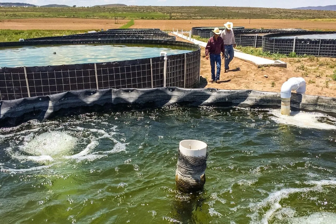 Reto del sector acuícola; se castigue el contrabando de camarón Reto del sector acuícola; se castigue el contrabando de camarón