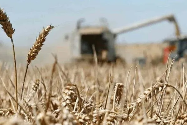 Trigueros de El Carrizo siembran con dudas sobre la rentabilidad del cultivo Trigueros de El Carrizo siembran con dudas sobre la rentabilidad del cultivo