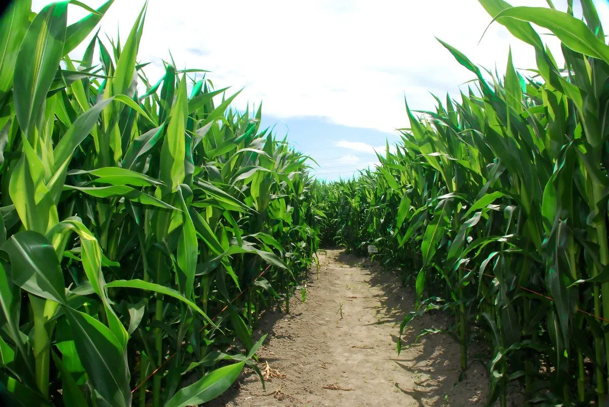 Clima no favorece a los productores agrícolas;se encarecen costos de producción agrícola: AARFS Clima no favorece a los productores agrícolas;se encarecen costos de producción agrícola: AARFS