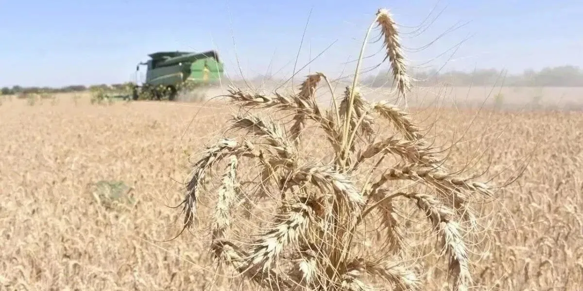 Reciben productores de El Carrizo pago por complemento al precio de garantía del trigo Reciben productores de El Carrizo pago por complemento al precio de garantía del trigo