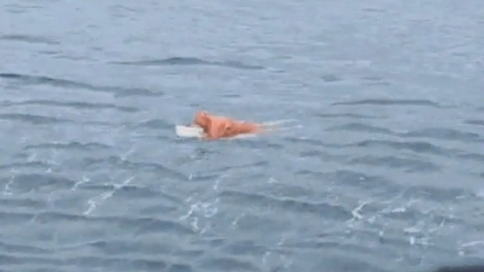 Pescador sobrevive 17 horas aferrado a puerta de heladera tras naufragio en Santa Catarina Pescador sobrevive 17 horas aferrado a puerta de heladera tras naufragio en Santa Catarina