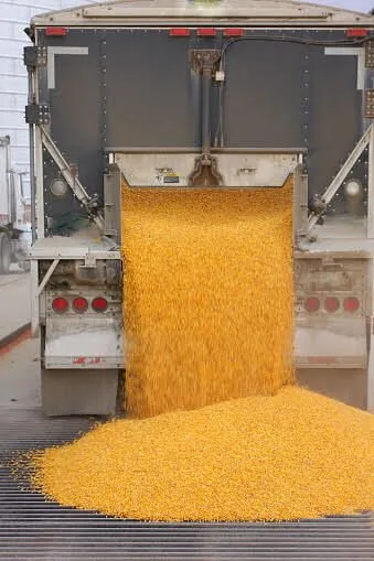 Precio del maíz sigue en caída en el mercado global; afecta a los productores Precio del maíz sigue en caída en el mercado global; afecta a los productores