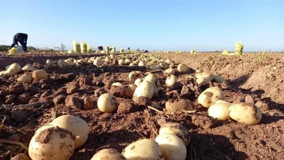 Productores de papa en Sinaloa se preparan para cosecha, podría iniciar el 20 de enero Productores de papa en Sinaloa se preparan para cosecha, podría iniciar el 20 de enero