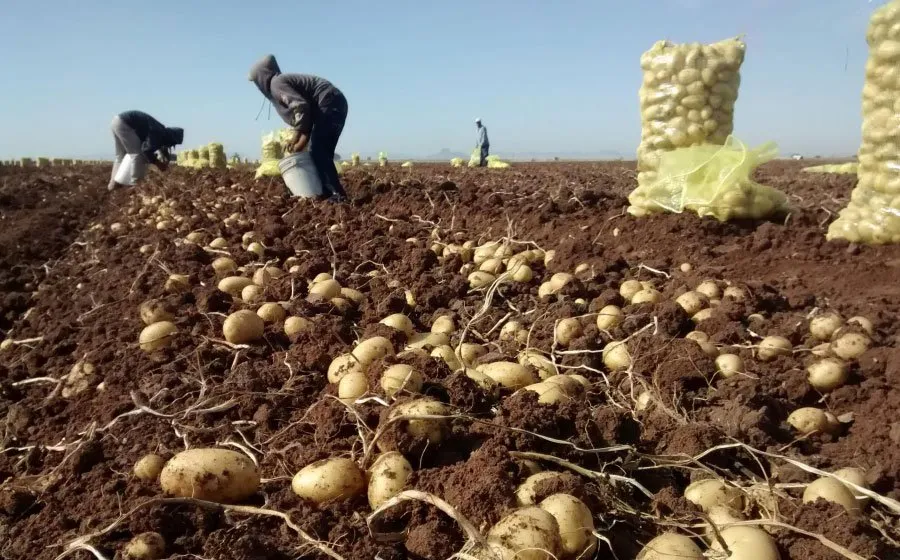 “No hubo frío en Sinaloa y se incrementarán las plagas en el campo”: Conpapa “No hubo frío en Sinaloa y se incrementarán las plagas en el campo”: Conpapa