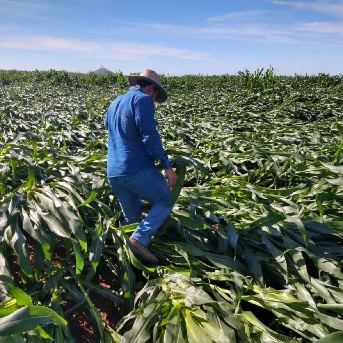 Fondos de aseguramiento están obligados a compensar a productores con pérdidas del 100% en maíz Fondos de aseguramiento están obligados a compensar a productores con pérdidas del 100% en maíz