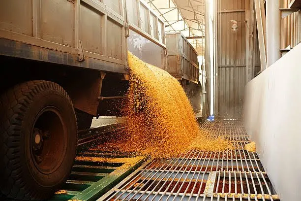 Importación desleal de maíz blanco y amarillo de EU golpea a Sinaloa Importación desleal de maíz blanco y amarillo de EU golpea a Sinaloa