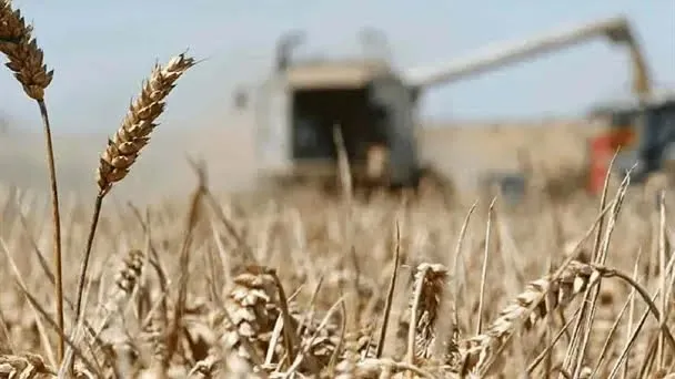 Se auguran bajos rendimientos de trigo por calor; federación debe apoyar a productores Se auguran bajos rendimientos de trigo por calor; federación debe apoyar a productores