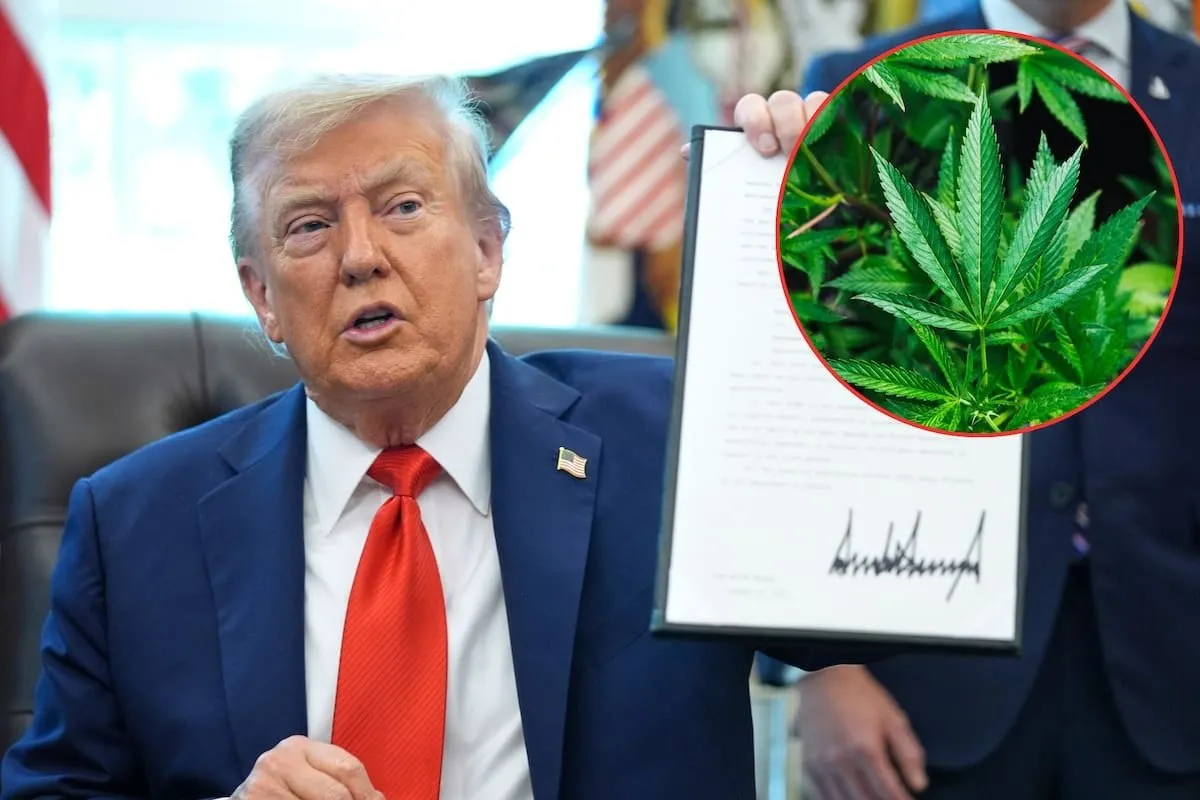 EE.UU. abre la puerta a la mariguana medicinal y Sinaloa podría entrar a una nueva era económica EE.UU. abre la puerta a la mariguana medicinal y Sinaloa podría entrar a una nueva era económica