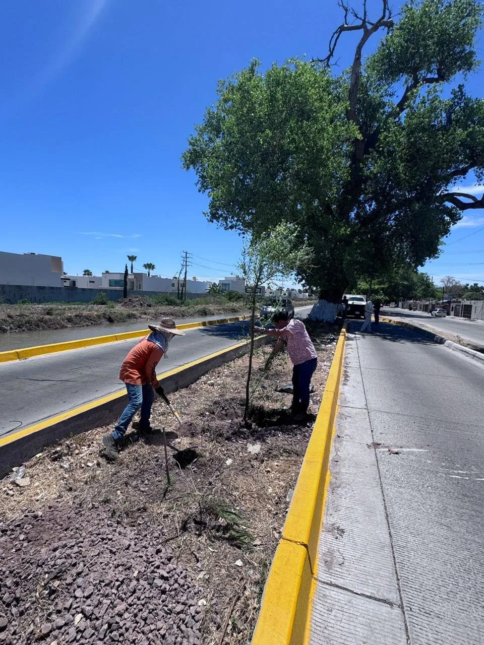 “Avanza programa de arborización y señalización vial para mejorar la imagen urbana y la seguridad de la población”: COMUN Ahome “Avanza programa de arborización y señalización vial para mejorar la imagen urbana y la seguridad de la población”: COMUN Ahome