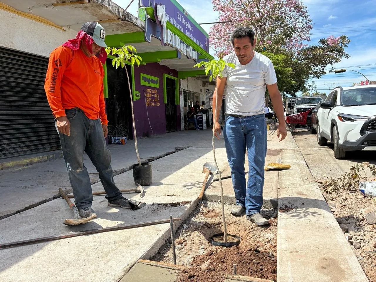 Gobierno de Ahome amplía programa integral de espacios peatonales y reforestación urbana Gobierno de Ahome amplía programa integral de espacios peatonales y reforestación urbana