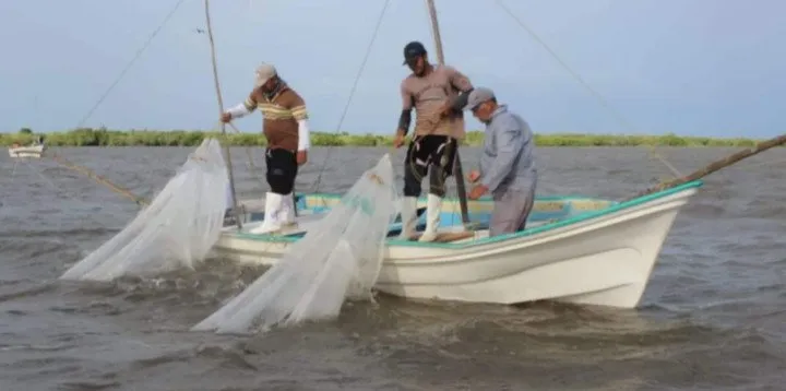 Pescadores de Guasave exigen vigilancia en altamar para proteger camarón Pescadores de Guasave exigen vigilancia en altamar para proteger camarón