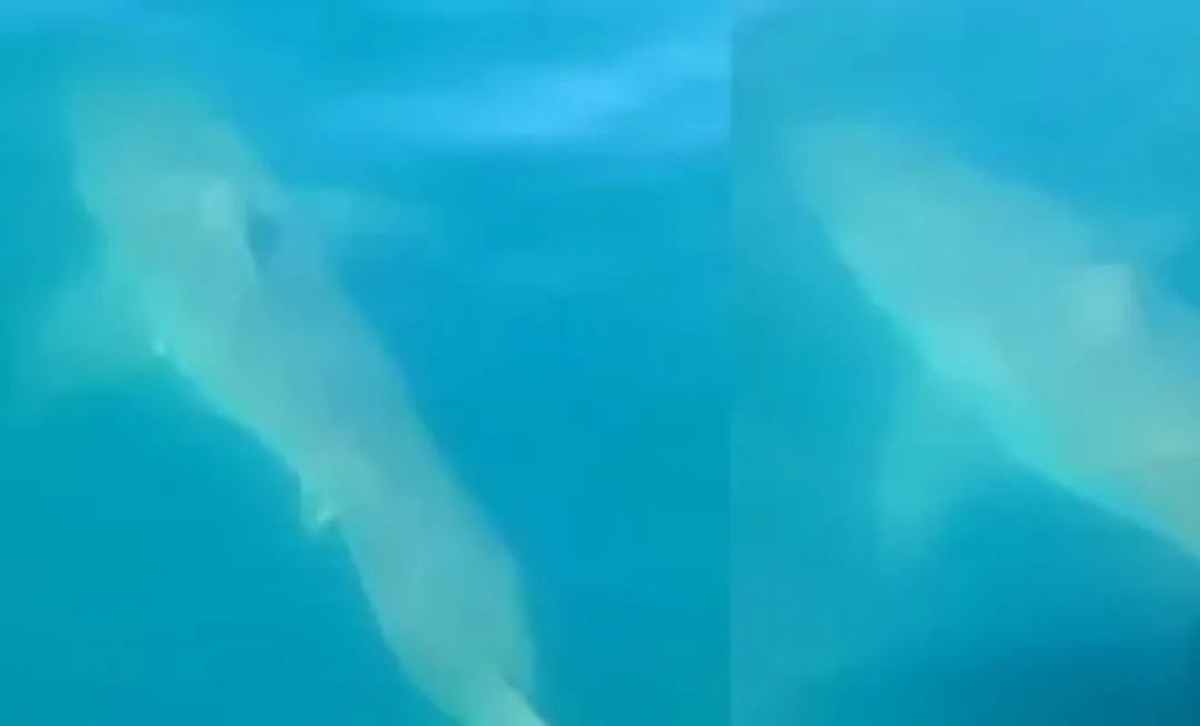 Aparece en la Paz: captan tiburón blanco de 5 metros dentro de la bahía Aparece en la Paz: captan tiburón blanco de 5 metros dentro de la bahía