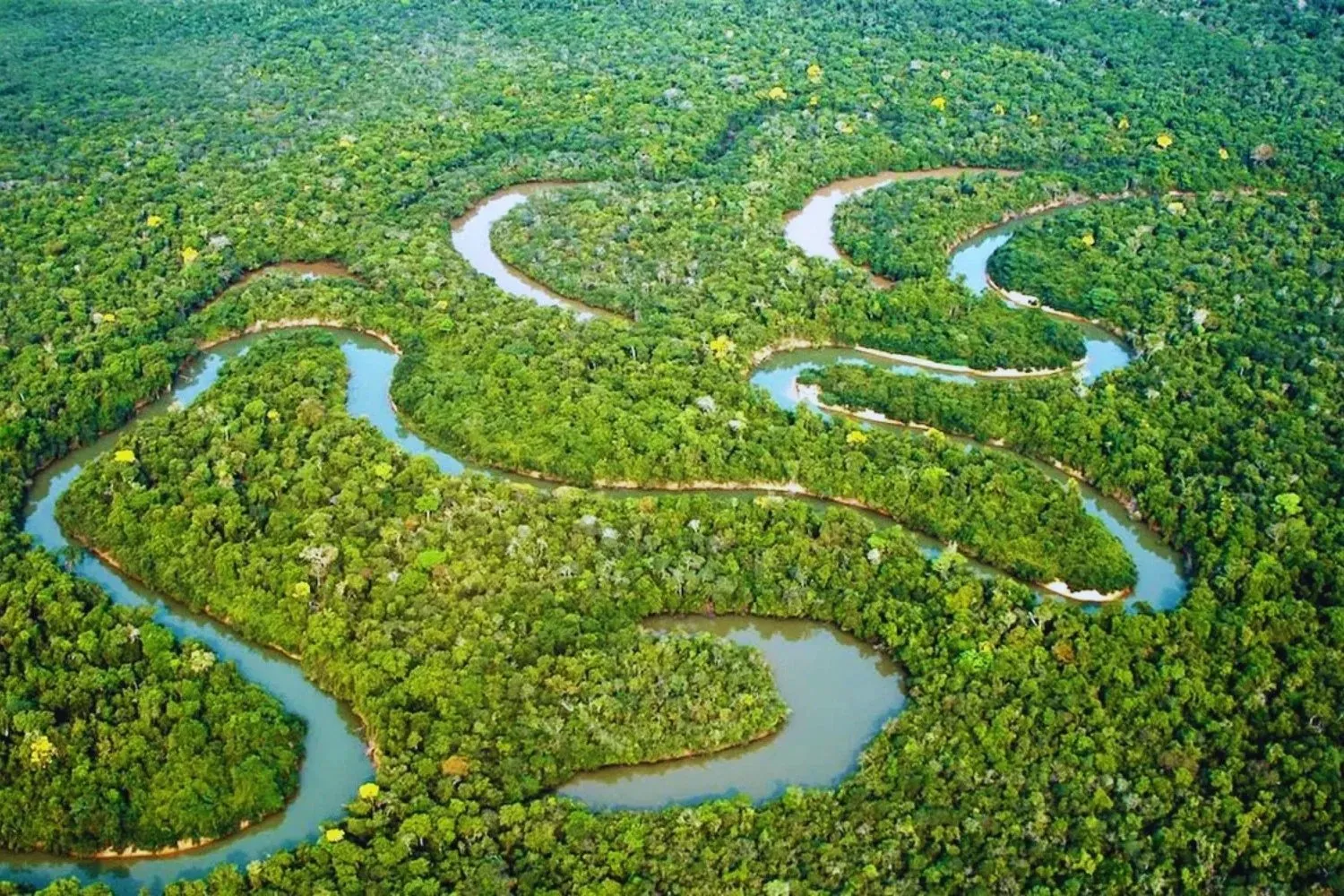 Un “milagro” verde: El Amazonas registra su menor tasa de deforestación en una década gracias a nuevas políticas de protección. Un “milagro” verde: El Amazonas registra su menor tasa de deforestación en una década gracias a nuevas políticas de protección.