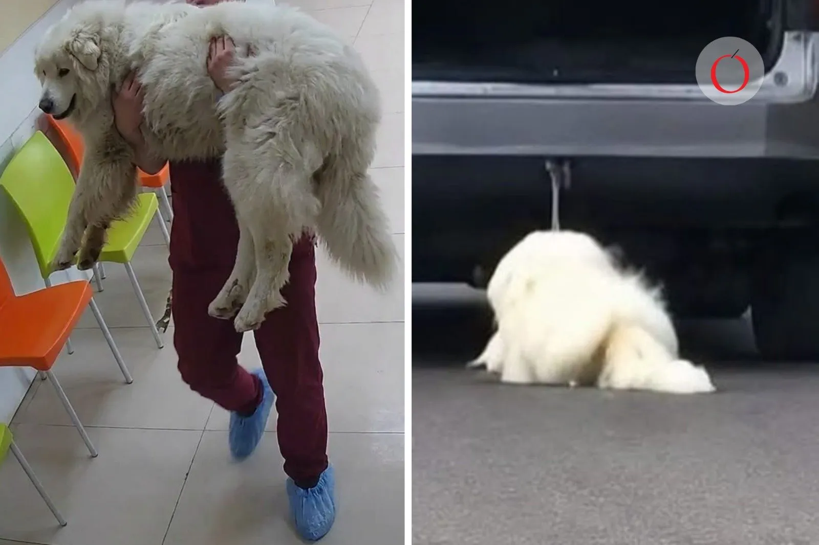 Tragedia e indignación en Saltillo: Muere “Rocky”, el perrito arrastrado por una camioneta; su dueña enfrenta prisión preventiva Tragedia e indignación en Saltillo: Muere “Rocky”, el perrito arrastrado por una camioneta; su dueña enfrenta prisión preventiva