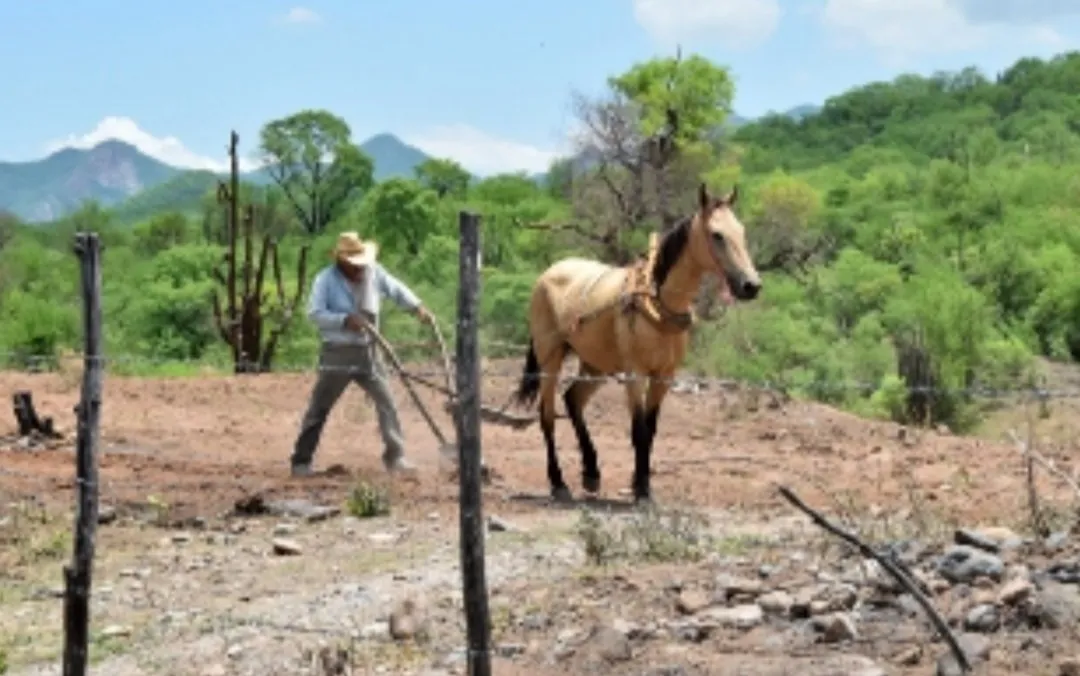 Temporaleros de Choix y El Fuerte respiran: Las lluvias de Julio reactivan la esperanza en el Campo Temporaleros de Choix y El Fuerte respiran: Las lluvias de Julio reactivan la esperanza en el Campo