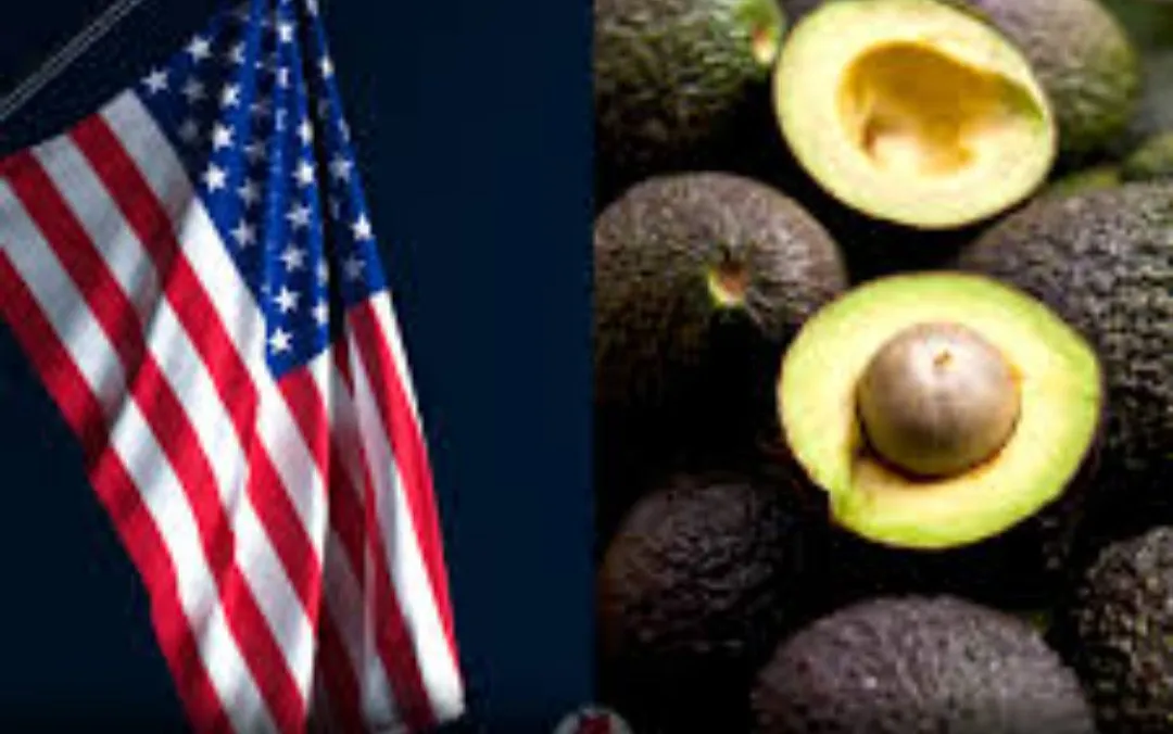 Inseguridad paraliza la economía en michoacán: EE.UU vuelve a frenar el aguacate Inseguridad paraliza la economía en michoacán: EE.UU vuelve a frenar el aguacate