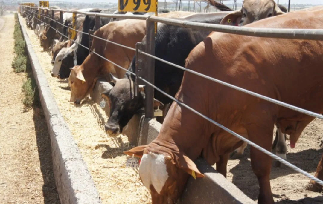 Reapertura de la frontera al ganado mexicano no bajará el precio de la carne en EU; por ahora Reapertura de la frontera al ganado mexicano no bajará el precio de la carne en EU; por ahora