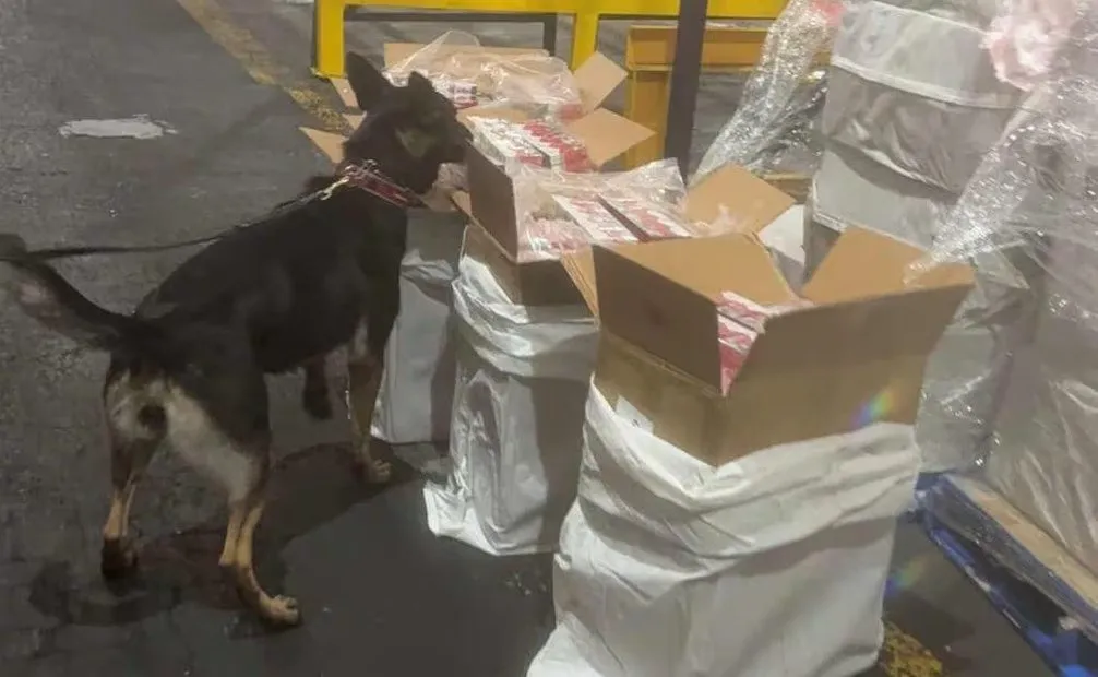 Golpe al contrabando: Aseguran más de 5.8 millones de cigarrillos apócrifos en el AICM Golpe al contrabando: Aseguran más de 5.8 millones de cigarrillos apócrifos en el AICM