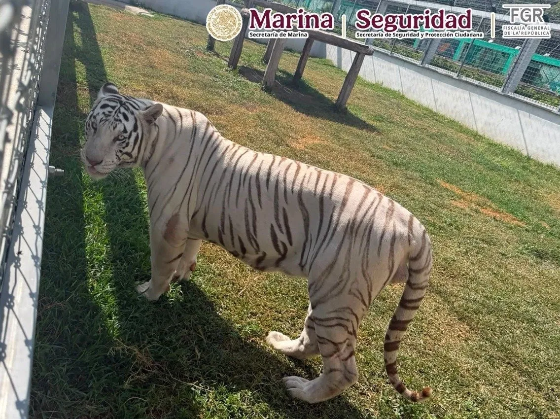 Un “zoológico” del crimen: Aseguran más de 130 animales exóticos, incluidos tigres y jaguares, durante operativo contra el huachicol en Tamaulipas Un “zoológico” del crimen: Aseguran más de 130 animales exóticos, incluidos tigres y jaguares, durante operativo contra el huachicol en Tamaulipas