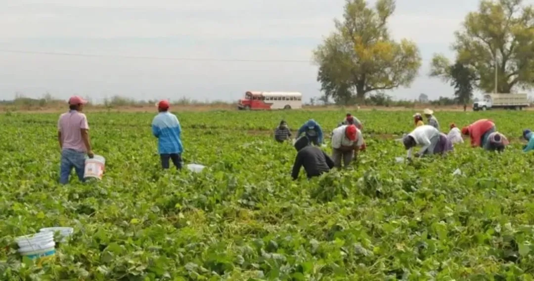 Menos tierra, menos gente y miedo: horticultores de sinaloa recortan hasta 50% la contratación de jornaleros Menos tierra, menos gente y miedo: horticultores de sinaloa recortan hasta 50% la contratación de jornaleros