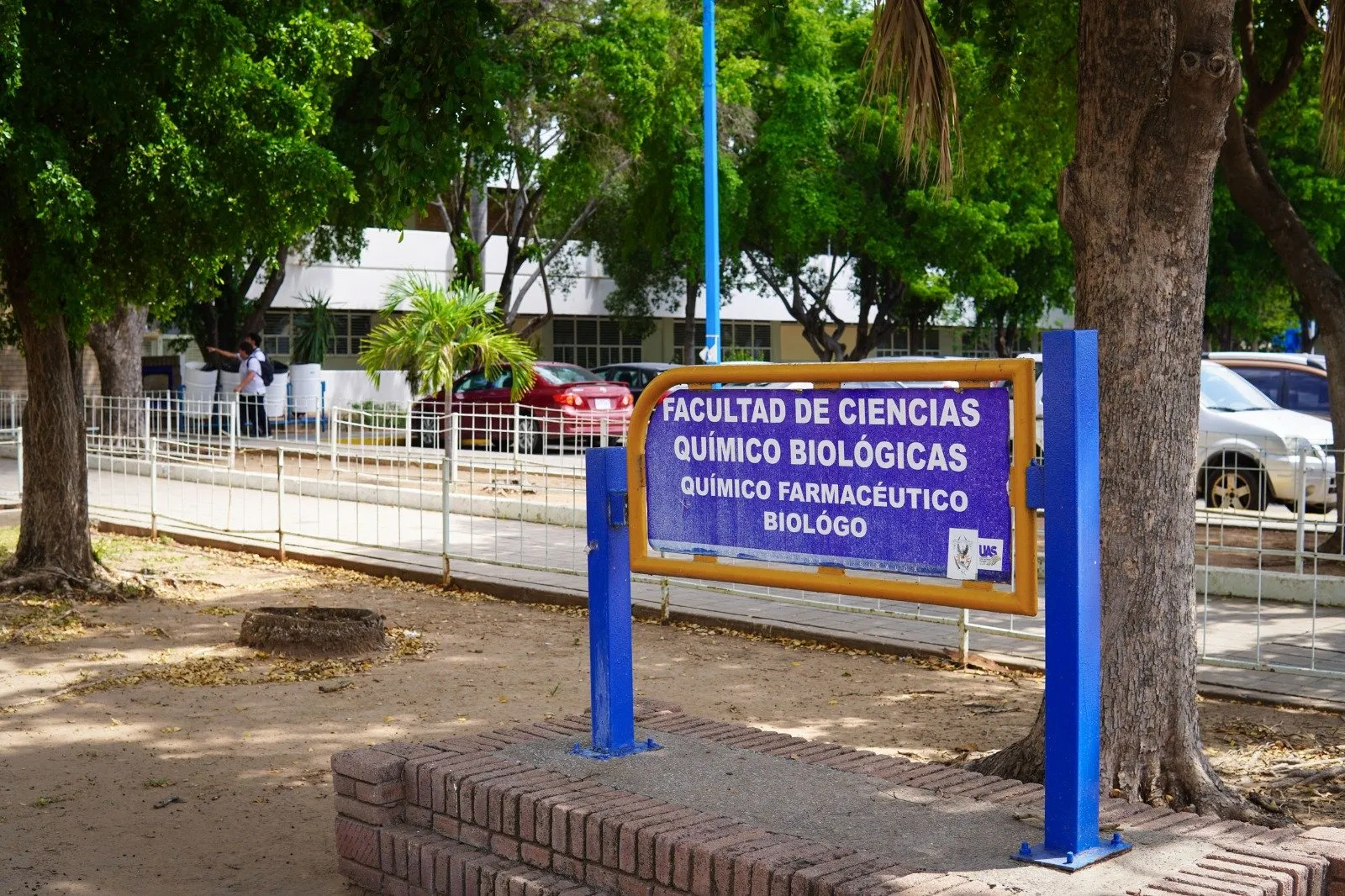 Investigación de la UAS busca aprovechar las propiedades bioactivas del amaranto germinado para desarrollar un ingrediente con potencial anticancerígeno y antiinflamatorio Investigación de la UAS busca aprovechar las propiedades bioactivas del amaranto germinado para desarrollar un ingrediente con potencial anticancerígeno y antiinflamatorio
