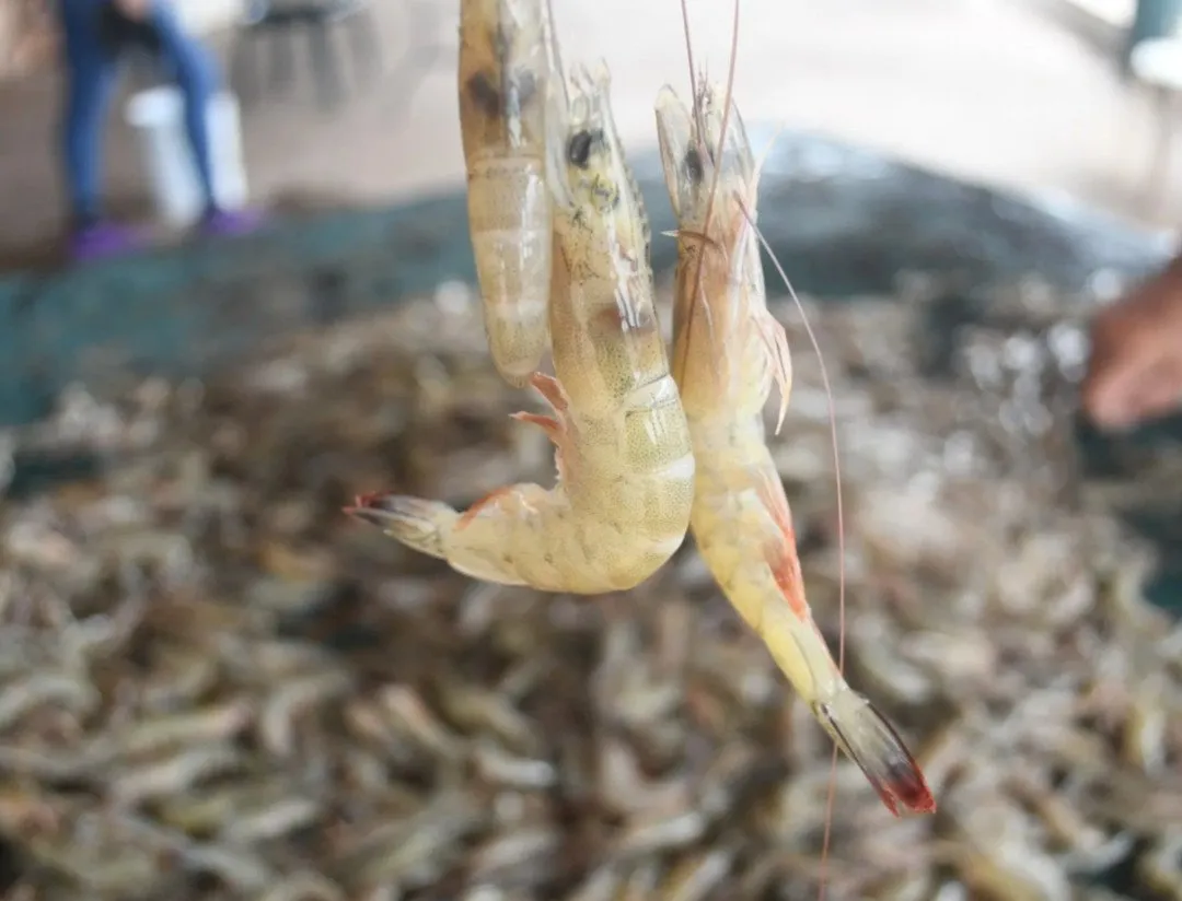 ¡Se llegó la zafra! Paredones sale con todo y saca hasta 40 kilos por panga en el arranque del camarón ¡Se llegó la zafra! Paredones sale con todo y saca hasta 40 kilos por panga en el arranque del camarón