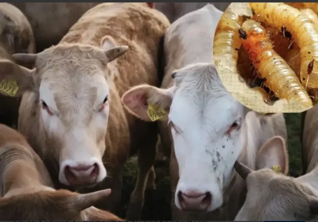 El gusano que se come a Sinaloa vivo: 133 casos activos y ya saltó de los becerros a los humanos y a los perros El gusano que se come a Sinaloa vivo: 133 casos activos y ya saltó de los becerros a los humanos y a los perros