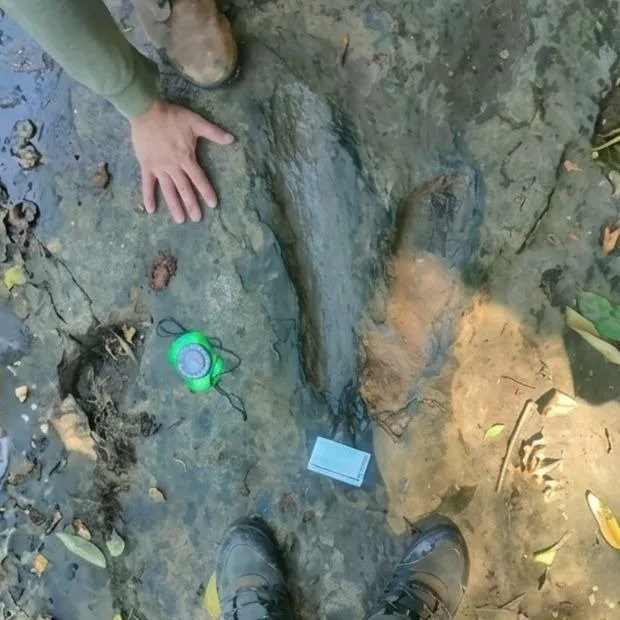 ¡Hallazgo prehistórico en Michoacán! El INAH confirma el descubrimiento de múltiples huellas de dinosaurio en Apatzingán ¡Hallazgo prehistórico en Michoacán! El INAH confirma el descubrimiento de múltiples huellas de dinosaurio en Apatzingán
