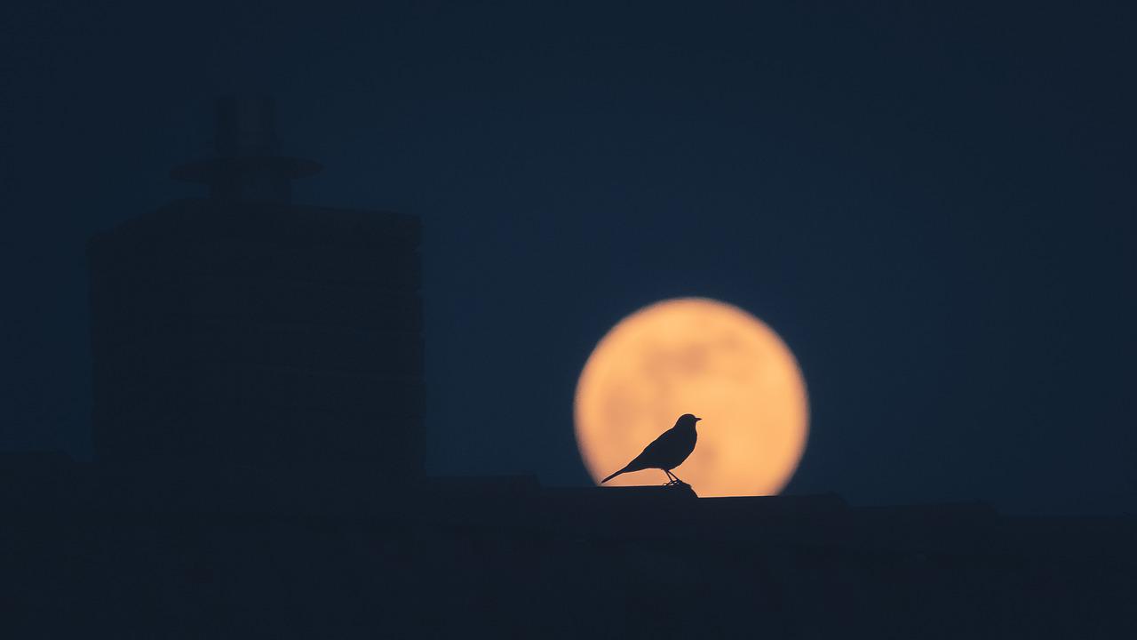 Este 13 de julio habrá luna llena; las 5 cosas que deberías hacer según  la astrología